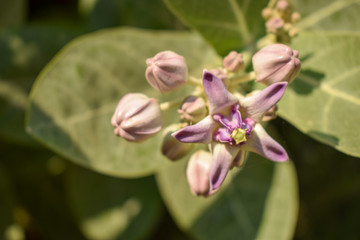 Ipomoea carnea flowers in the garden,Bush Morning Glory Macro Stock Photograph Image