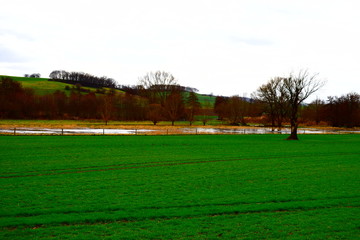 Sumpflandschaft in den Thürer Wiesen