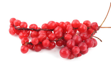 Schisandra Chinensis isolated on white