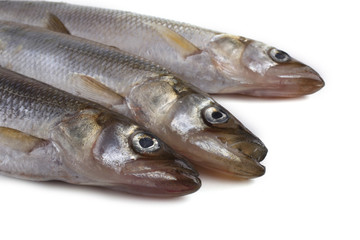 Smelt fish isolated on white. (Big Pacific smelt - Osmerus mordax)