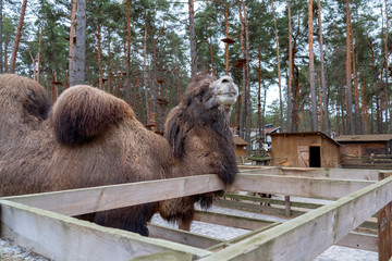 Large two-humped brown camel in the corral in winter. Green forest in the daytime. Wooden fence....