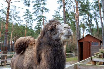 Large two-humped brown camel in the corral in winter. Green forest in the daytime. Wooden fence. Artiodactyl furry animal. A camel with long hair stands and looks into the distance.