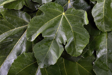 Fig leaves background