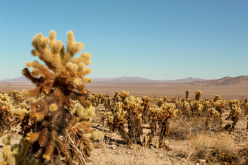 Cholla cactus garden