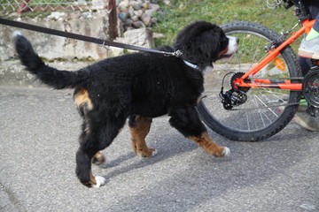 Bernese mountain dog playful puppy