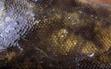 Rock sole background. Flounder variety