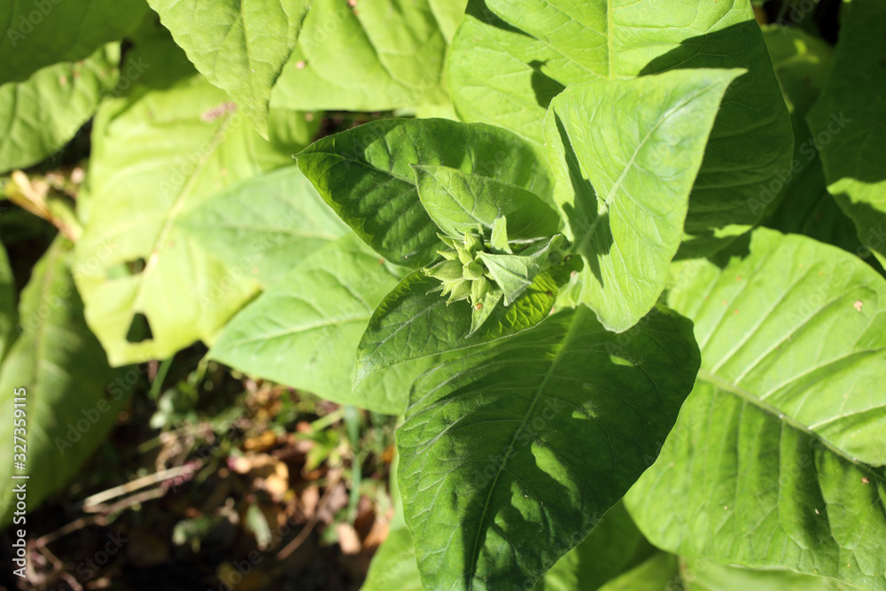 Poster growing tobacco plants