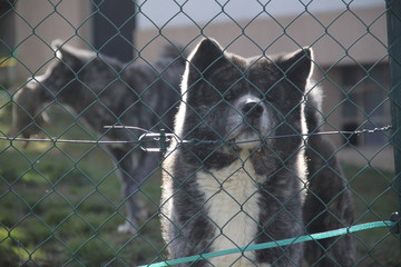 Threatening grey and white bastard dogs