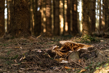 zerfetzter Baumstock