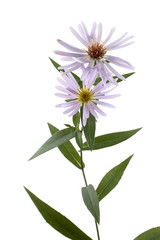 Growing asters isolated on white