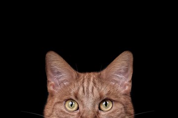 Cute ginger cat looking curious to the camera. Horizontal image wirh copy space.