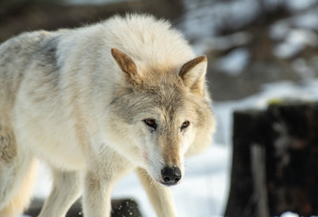 Tundra wolf on snowy hilltop