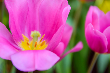 Obraz na płótnie Canvas Pink tulips bloom in the garden