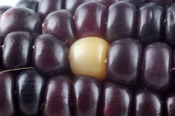 Colorful corn background