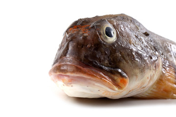 Goby fish portrait isolated on white