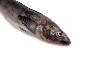 Sea bass isolated on white