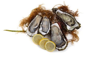 Opened oysters, lemon and alga