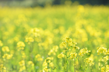 菜の花