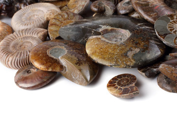 Ammonites isolated on white. Different ammonite varieties
