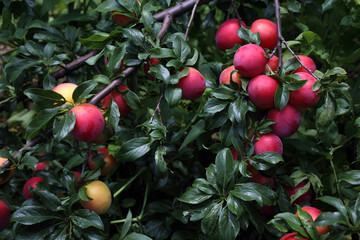 Plums on tree