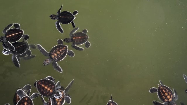 4k footage of newborn litle turtles swimming in water tank with ocean water at turtle farm on Sri Lanka