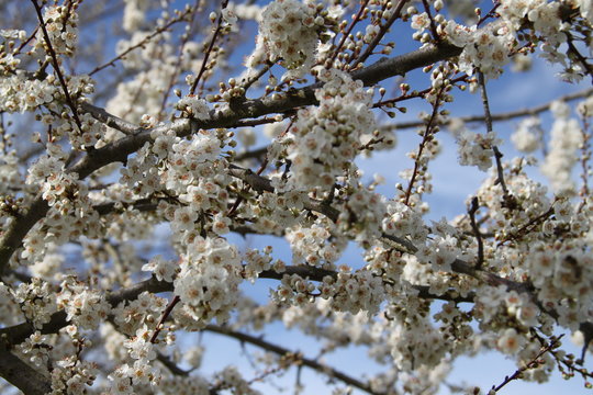 Beautiful spring flower branch aromatherapy