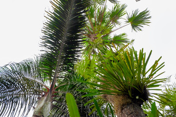 palm tree on a background of blue sky