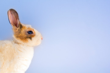 Small rabbit on blue background