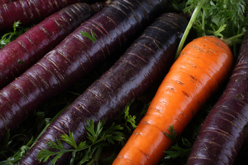 Carrots and unusual violet carrots background