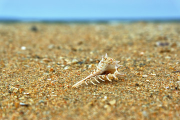 Spiked shell