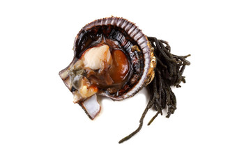 Opened scallop isolated on white
