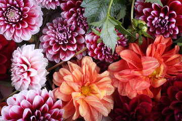 Dahlia flowers background. Different dahlia varieties - orange, red and bicolor © Alex Coan