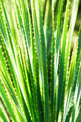 Green aloe plant close up in nature. Wild prickly succulent outdoors with sun light. Natural abstract background with Selective focus. Vertical fomat image.