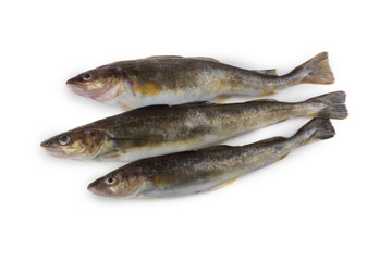 Saffron cod isolated on white