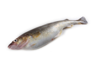 Saffron cod isolated on white