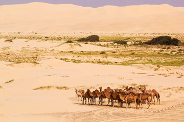 Herd of camels in Anna Bay, Port Stephens, New South Wales, Australia.