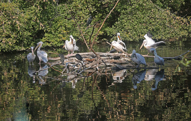 Obraz premium A group of birds of nine pelicans and two cormorants sits on a pile of dead wood surrounded by water.