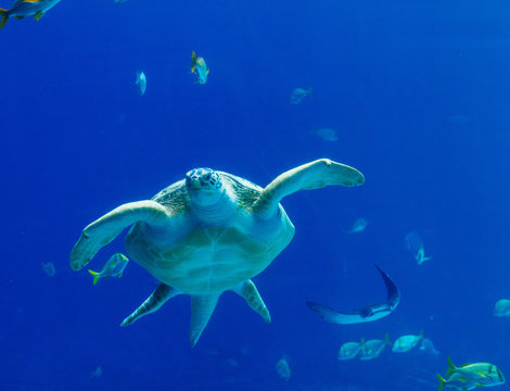 A Sea Turtle Swimming In An Aquarium