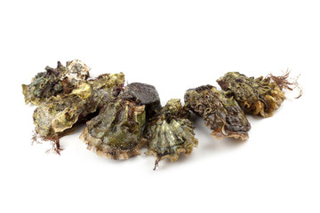 Oysters isolated on white