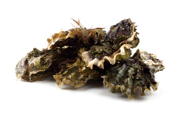 Oysters isolated on white