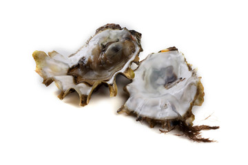 Oysters isolated on white