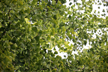 Ginkgo biloba tree