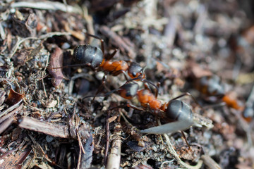 Ant hill red forest ants close-up. Red ants on forest floor