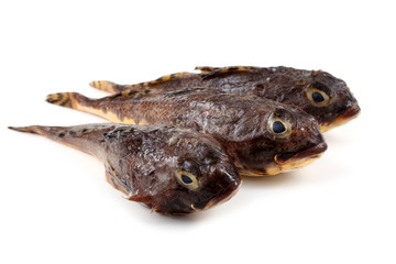 Goby fishes isolated on white