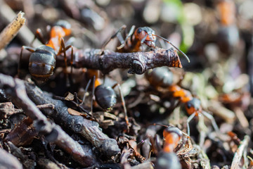 Ant hill red forest ants close-up. Red ants on forest floor