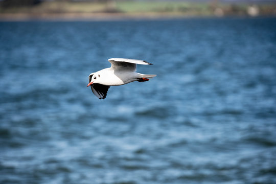 Seegull 
