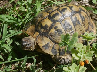 turtle moving among the plants of a garden