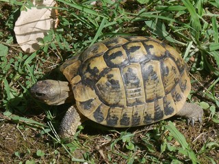 turtle moving among the plants of a garden