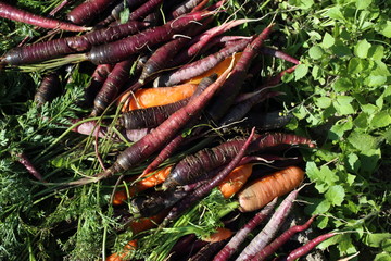 Carrots and unusual violet carrots harvest