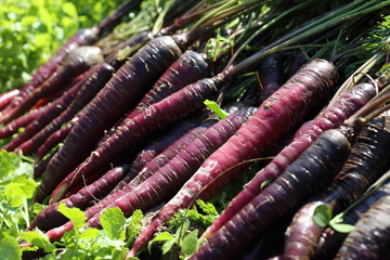 Violet carrots harvest
